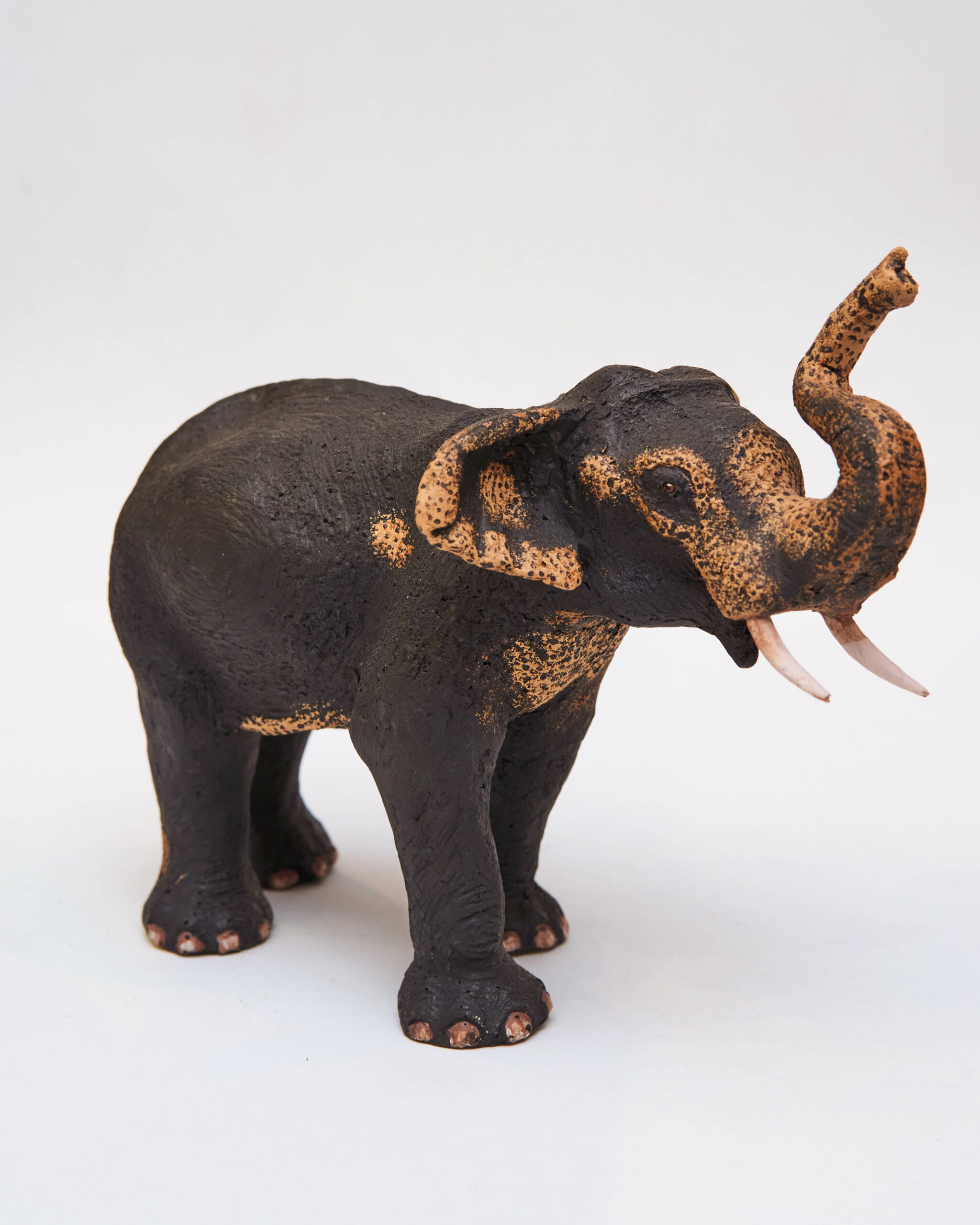 Sri Lankan wild elephant Sri Lankan wild elephant